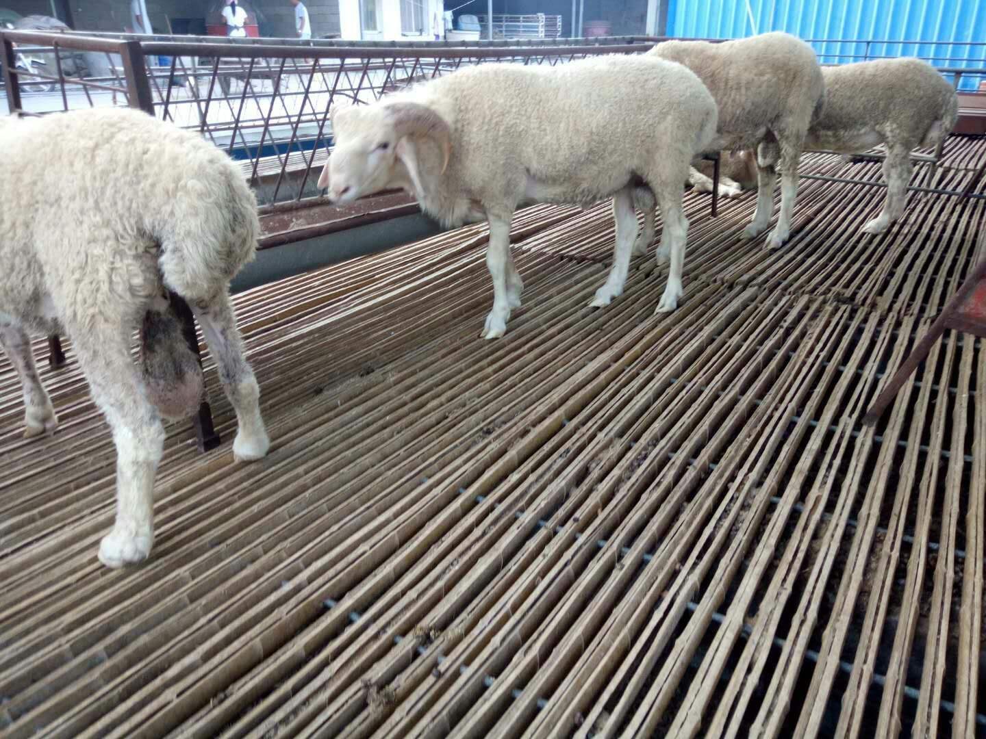 羊开胃用什么药效果好<strong></p>
<p>羊币</strong>？羊消化不好用什么健胃好？羊用什么药健胃