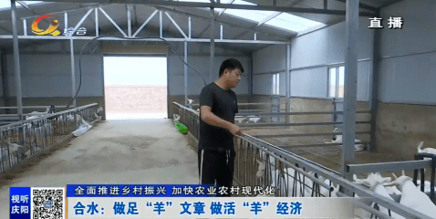 合水：做足“羊”文章做活“羊”经济