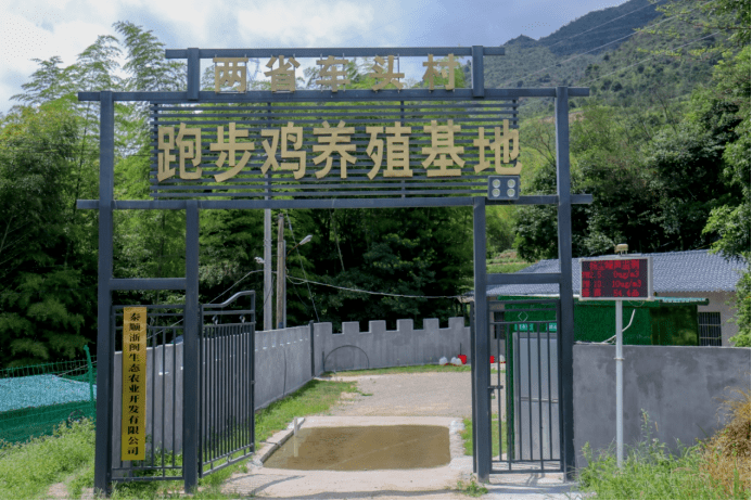 共同富裕｜新华网：用一朵花讲好泰顺彭溪镇的共富故事