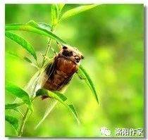 侯运通：夏日蝉事｜中原作家
