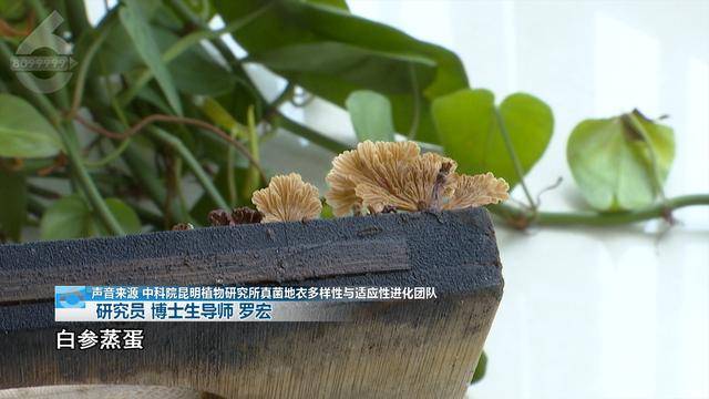 “可以蒸蛋”！昆明一女子家中搓衣板上长菌<strong></p>
<p>薛蛮子投资虚拟币</strong>，品种竟是……