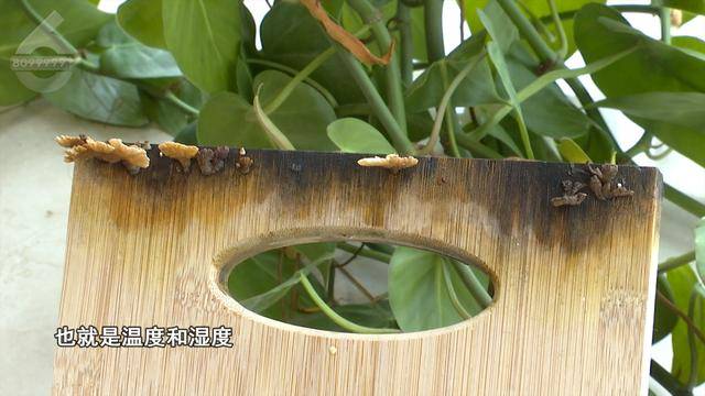 “可以蒸蛋”！昆明一女子家中搓衣板上长菌<strong></p>
<p>薛蛮子投资虚拟币</strong>，品种竟是……