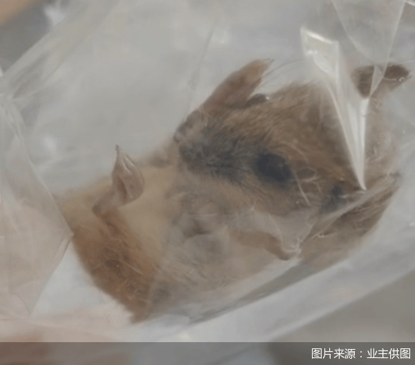 老鼠乱窜、直饮水发黄<strong></p>
<p>虚拟币世界币前景</strong>，北京业主千万元买的和锦诚园居然是这样
