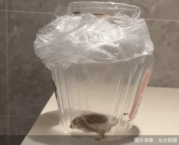 老鼠乱窜、直饮水发黄<strong></p>
<p>虚拟币世界币前景</strong>，北京业主千万元买的和锦诚园居然是这样