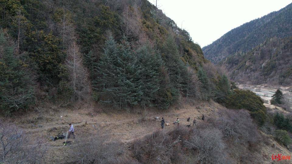揭秘“野猪猎捕队”丨海拔3000米高山密林<strong></p>
<p>虚拟货币兑换人民币</strong>，记者跟队直击猎捕野猪全过程