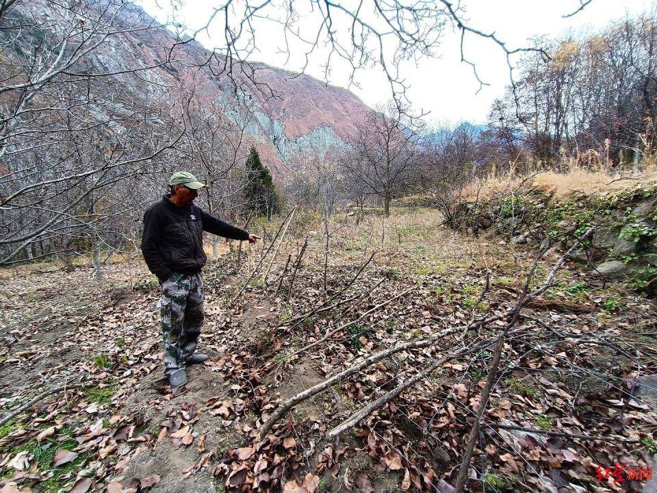 揭秘“野猪猎捕队”丨海拔3000米高山密林<strong></p>
<p>虚拟货币兑换人民币</strong>，记者跟队直击猎捕野猪全过程