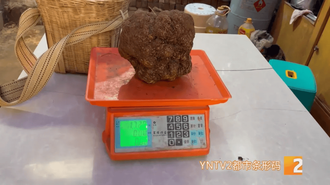 昆明一村民挖到1.7公斤超大松露<strong></p>
<p>虚拟货币兑换人民币</strong>！“看都看不够”