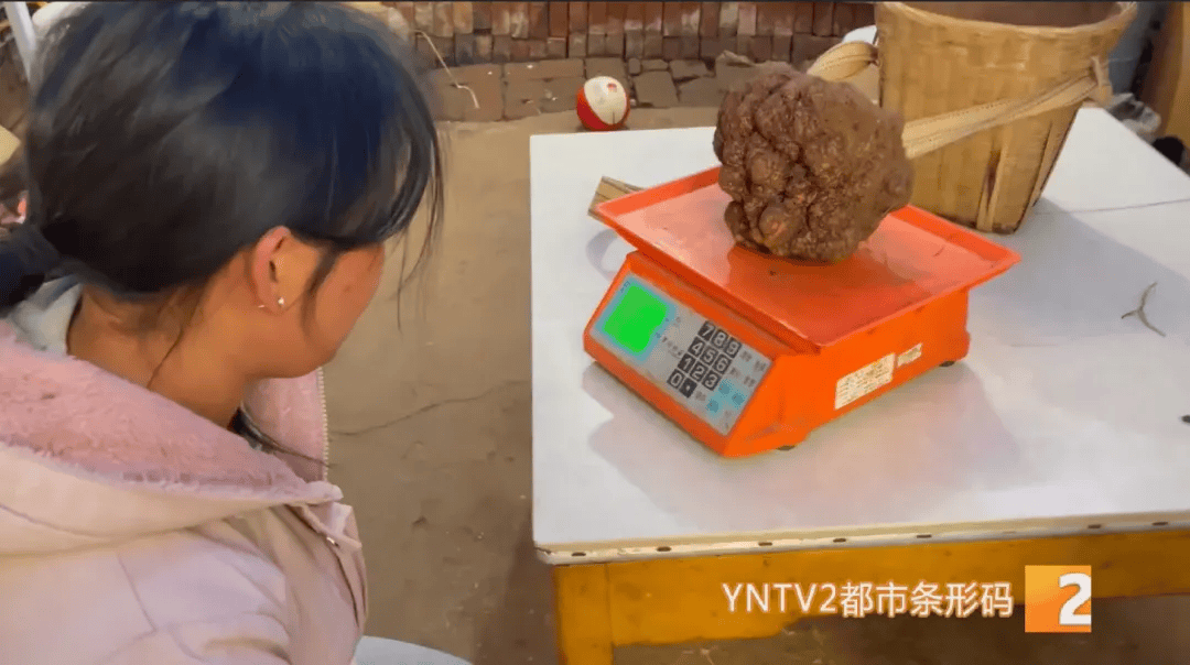 昆明一村民挖到1.7公斤超大松露<strong></p>
<p>虚拟货币兑换人民币</strong>！“看都看不够”