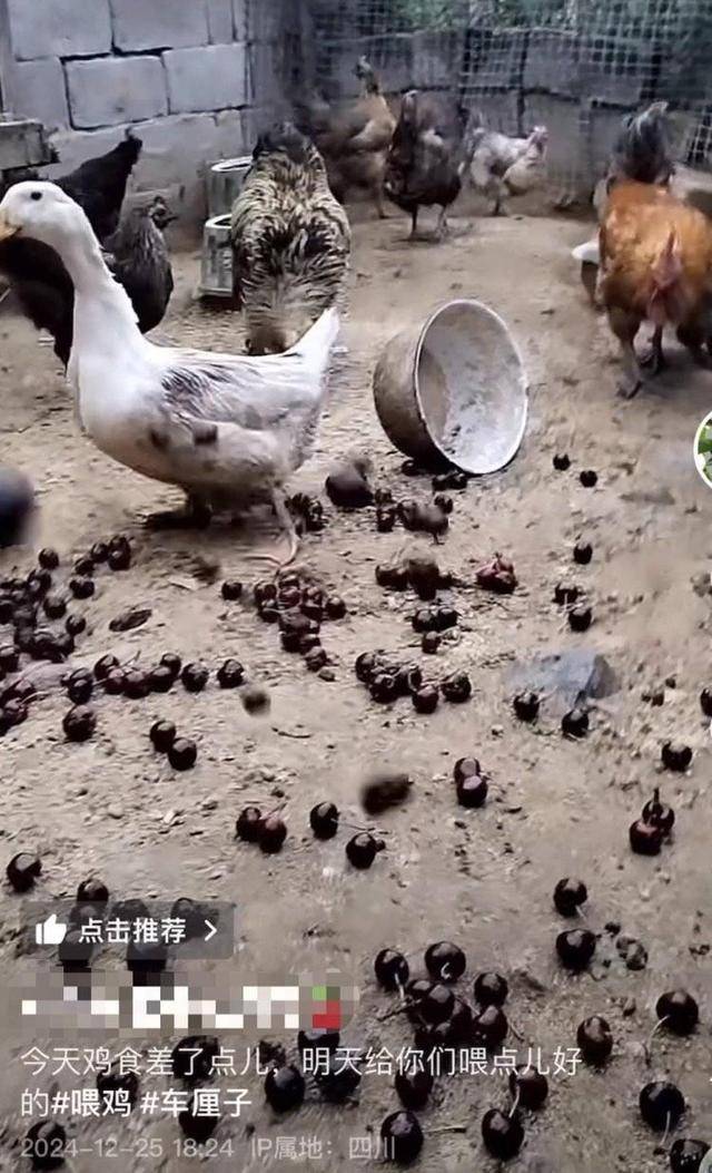 车厘子喂鸡惹争议 四川汉源果农回应：旧视频<strong></p>
<p>虚拟币推广广告位</strong>，喂鸡的是“次果”