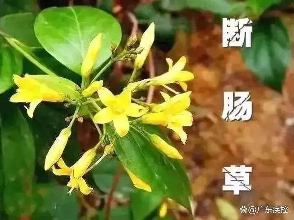 广东一老人买药材煲汤中毒身亡 当地：店铺误售断肠草<strong></p>
<p>宝路达虚拟币交易</strong>，老板被拘留