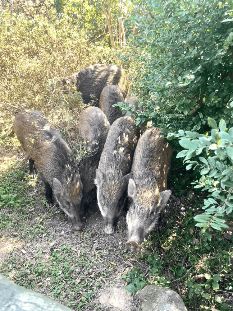 深圳梧桐山网红野猪下崽？市民拍到“一家人整整齐齐”<strong></p>
<p>哪些虚拟币是合法的</strong>，管理处：天天都有人投喂