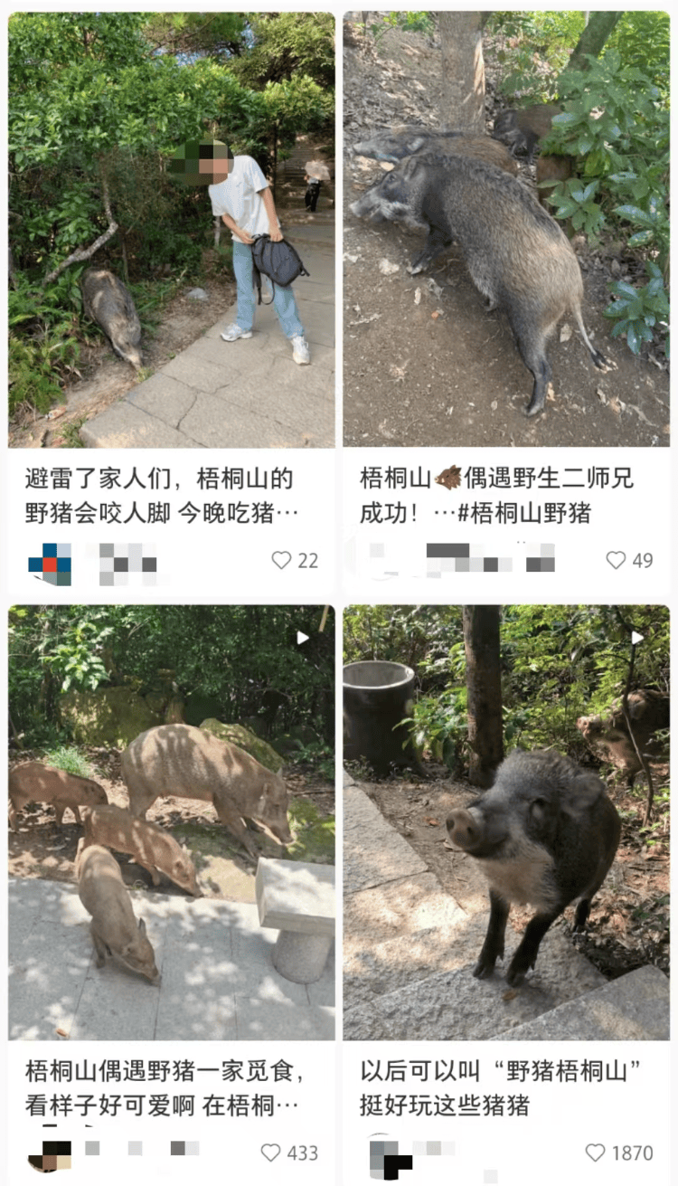 深圳梧桐山网红野猪下崽？市民拍到“一家人整整齐齐”<strong></p>
<p>哪些虚拟币是合法的</strong>，管理处：天天都有人投喂