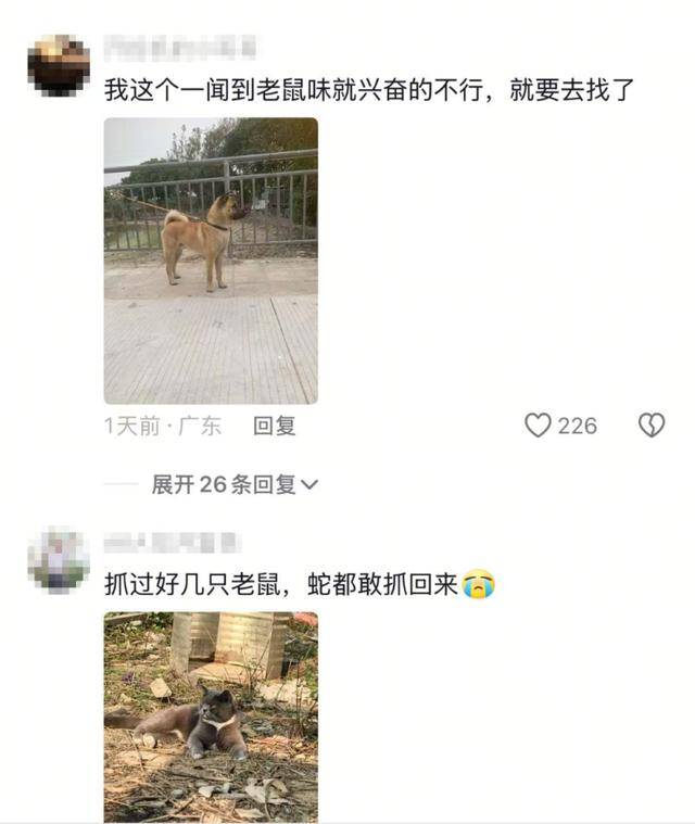 老鼠掉进泳池<strong></p>
<p>wow原油</strong>，广东大叔出动鸡猫狗团队，结果全被老鼠吓跑！网友坐不住纷纷晒战绩