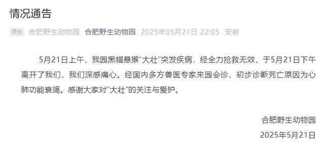 网红猴“大壮”突然离世<strong></p>
<p>轻质原油期货</strong>！曾因方脸“丑”出圈