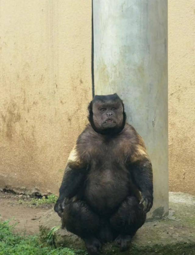 网红猴“大壮”突然离世<strong></p>
<p>轻质原油期货</strong>！曾因方脸“丑”出圈