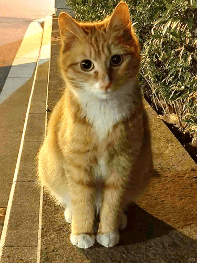 南京大学校庆日“校猫”被钢珠打碎头骨？校保卫处：看了一夜监控<strong></p>
<p>轻质原油期货</strong>，暂未锁定嫌疑人