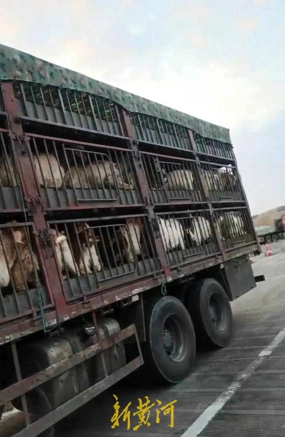 江苏养殖户称543只羊运到贵州遭羊贩盗卖<strong></p>
<p>原油为何暴跌</strong>，当地警方立案又撤案，镇政府：双方合作养羊，账目存在分歧引发纠纷