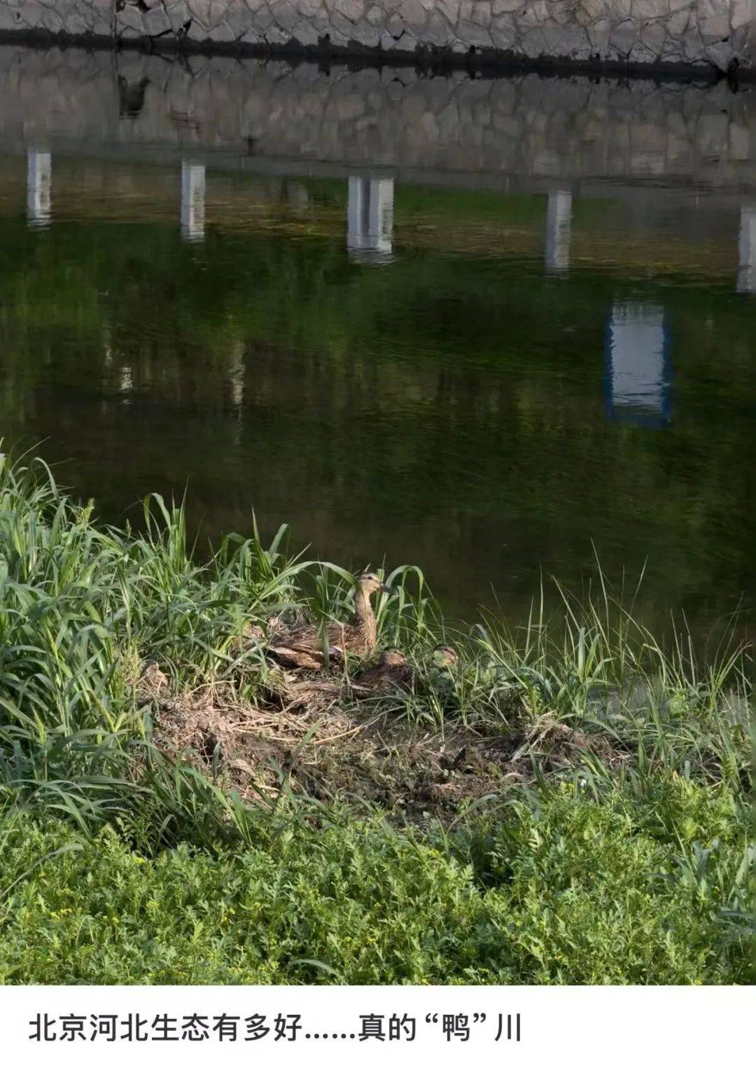 缺水的北京<strong></p>
<p>外汇原油交易</strong>，被北漂强行玩成了威尼斯