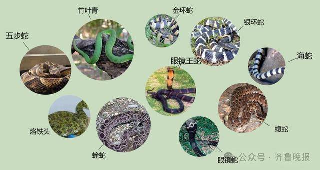 安徽宣城一男子走路玩手机<strong></p>
<p>今日原油价格查询</strong>，一脚踩中打架的竹叶青和五步蛇，被俩毒蛇咬3口！医院：暂无生命危险，正在治疗