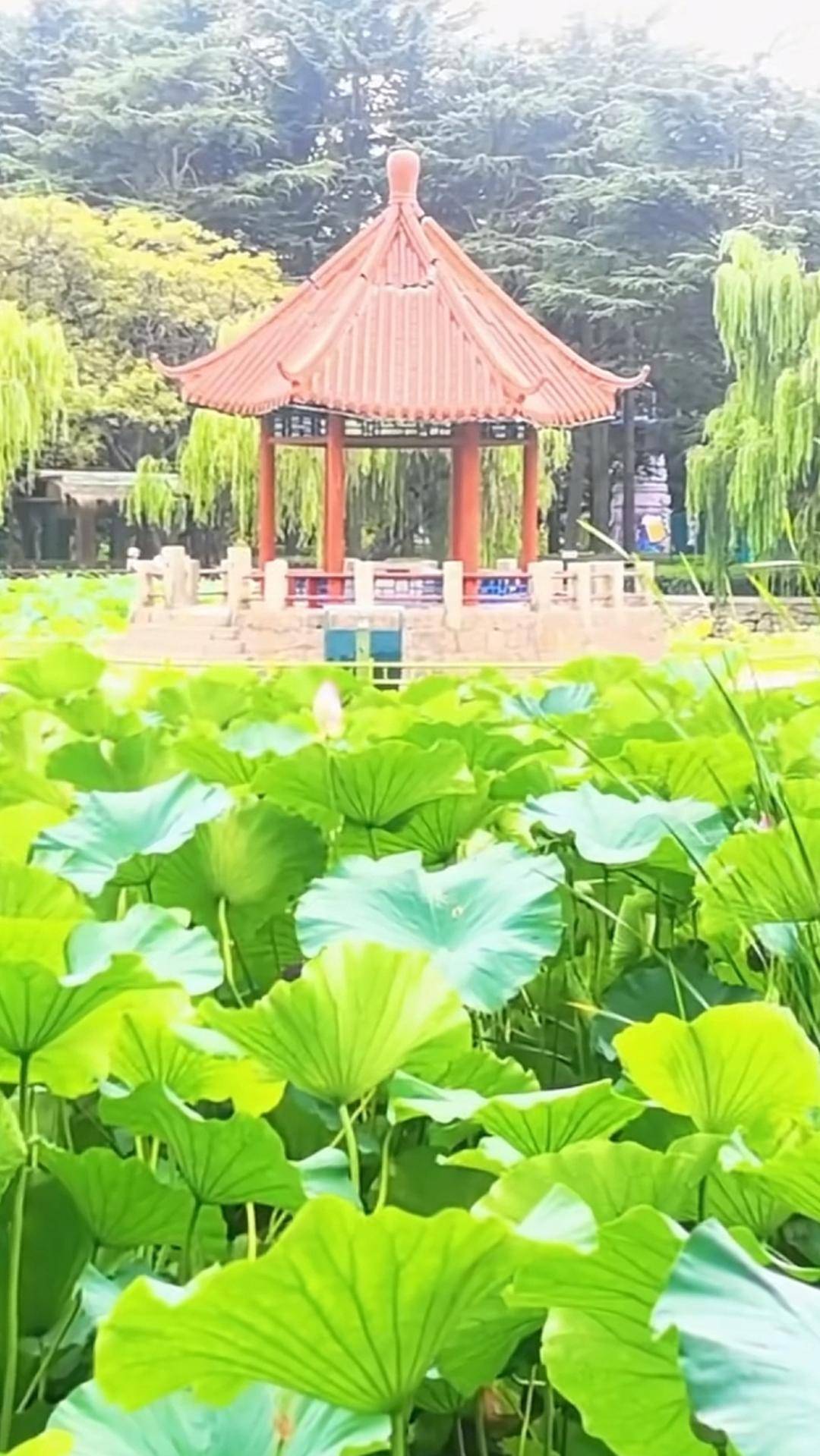 青岛中山公园一凉亭突然倒塌：一年前刚完成修缮<strong></p>
<p>非农原油</strong>，园方称无伤亡原因待查