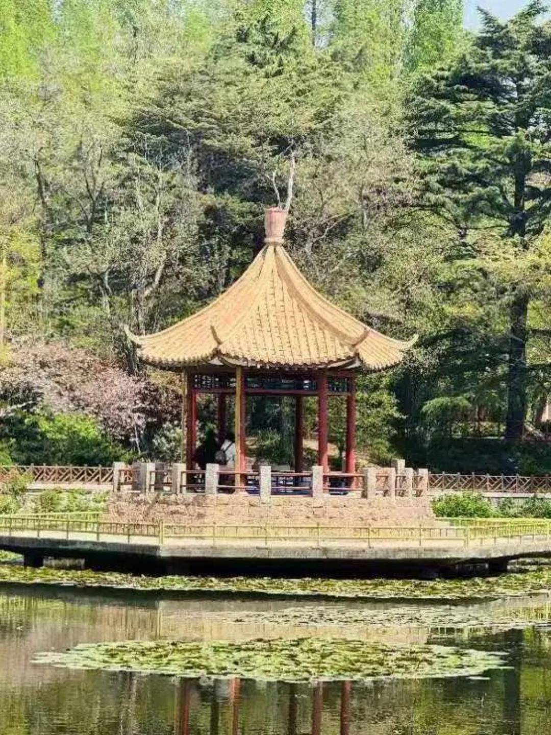 青岛中山公园一凉亭突然倒塌：一年前刚完成修缮<strong></p>
<p>非农原油</strong>，园方称无伤亡原因待查