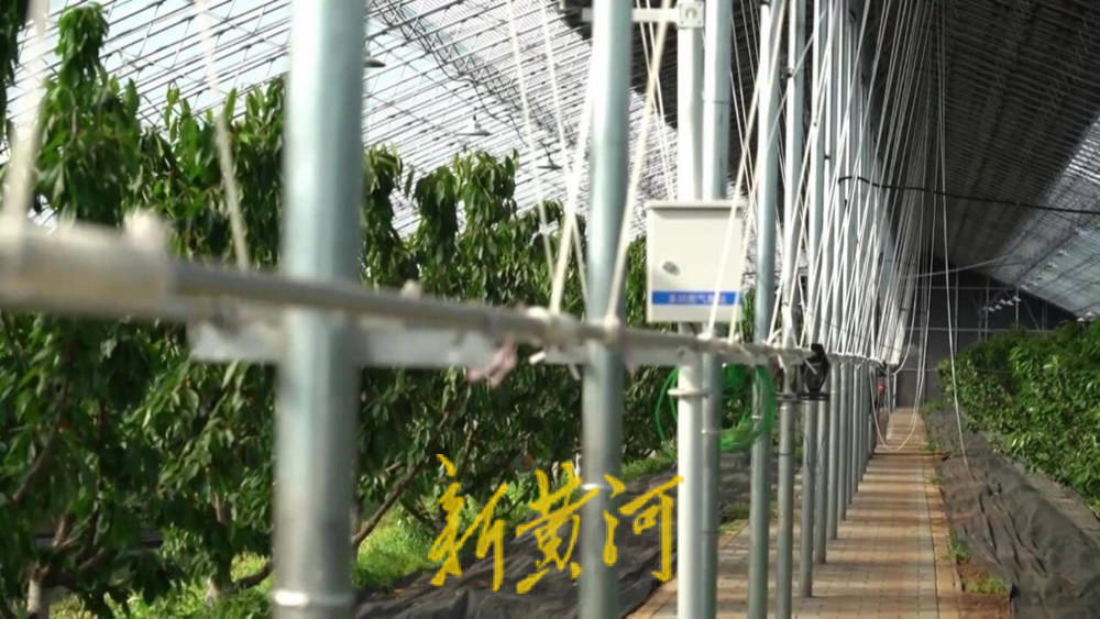 潍坊临朐：30.77 亿元<strong></p>
<p>原油期货</strong>！“红玛瑙”大樱桃何以成乡村振兴“甜蜜引擎”