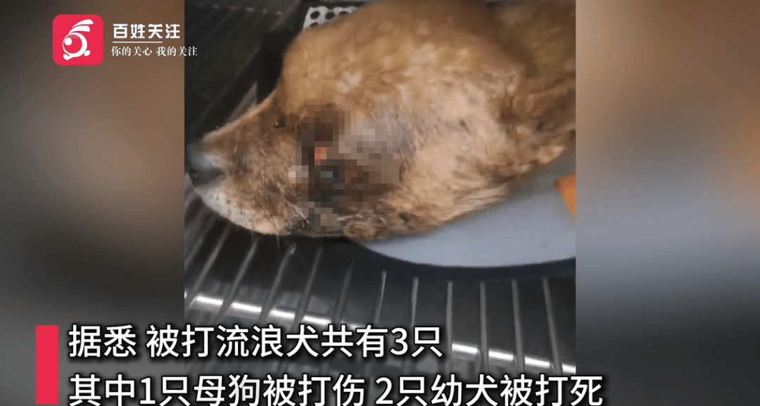 保安称“经常咬人”打死流浪犬<strong></p>
<p>美国原油交易时间</strong>，居民上门讨说法：这个门卫穷凶极恶