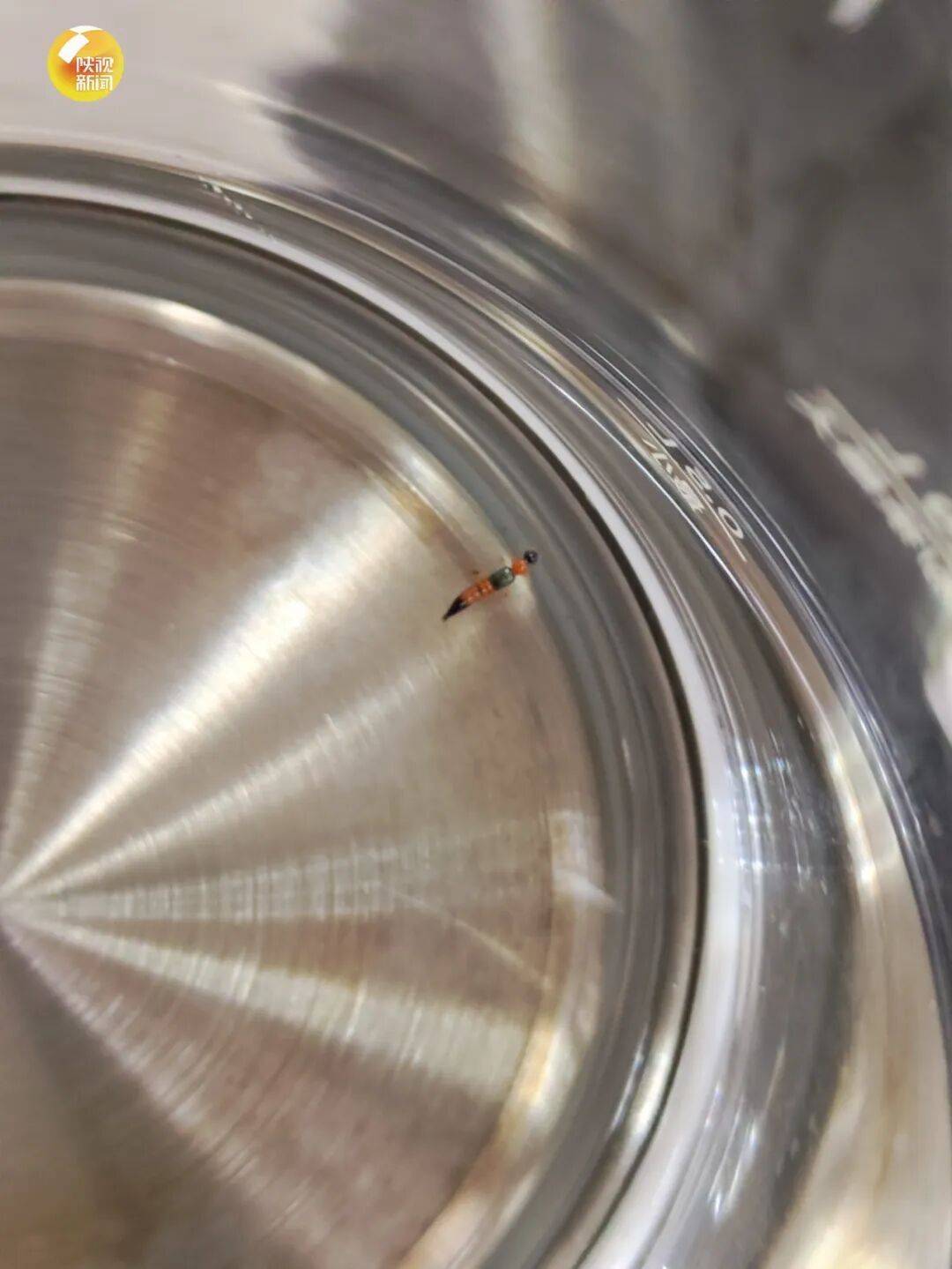 西安多区发现隐翅虫？千万别拍<strong></p>
<p>黄金原油早评</strong>！毒液堪比硫酸