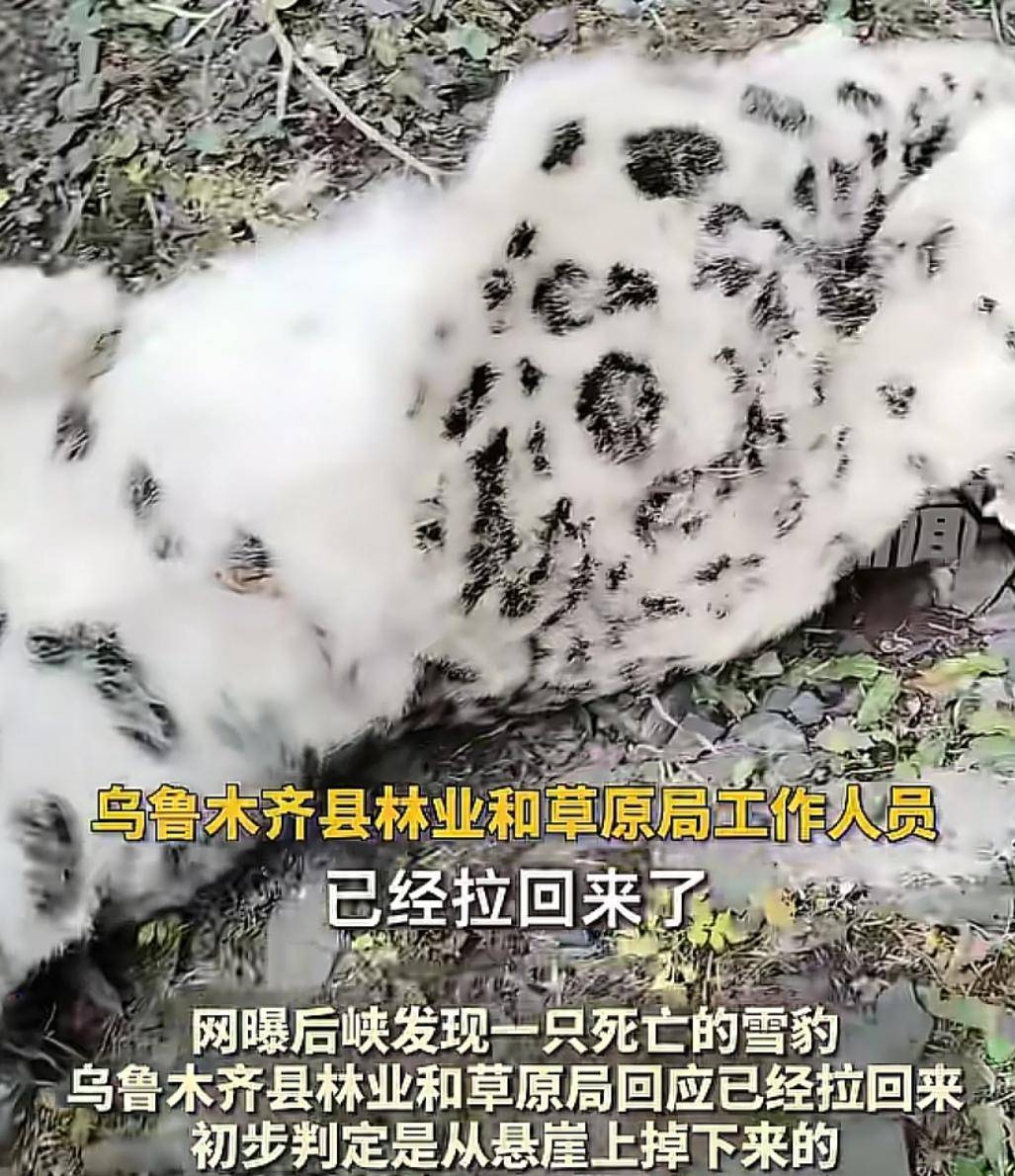 官方回应“乌鲁木齐天山后峡发现一只雪豹”：确认发现雪豹尸体<strong></p>
<p>美国原油库存数据</strong>，已处理完毕