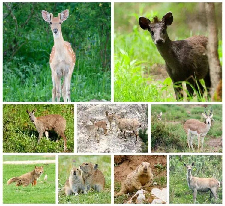 “感谢大家支持我大闹天宫……”蔡国强烟花秀现场感言视频披露<strong></p>
<p>原油美女</strong>,又遭质疑!