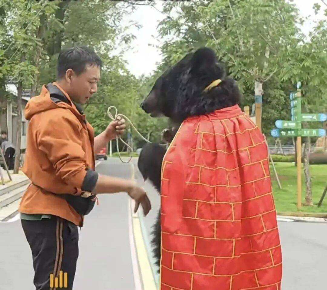 安徽一动物园黑熊披袈裟站立引游客质疑<strong></p>
<p>原油美女</strong>，工作人员：是真熊，人工饲养易出现仿人行为