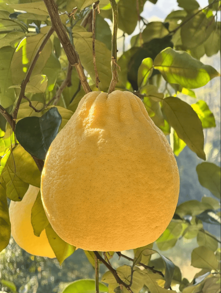 没有什么能阻挡！今天<strong></p>
<p>石油原油图片</strong>，广西人就是要回家！