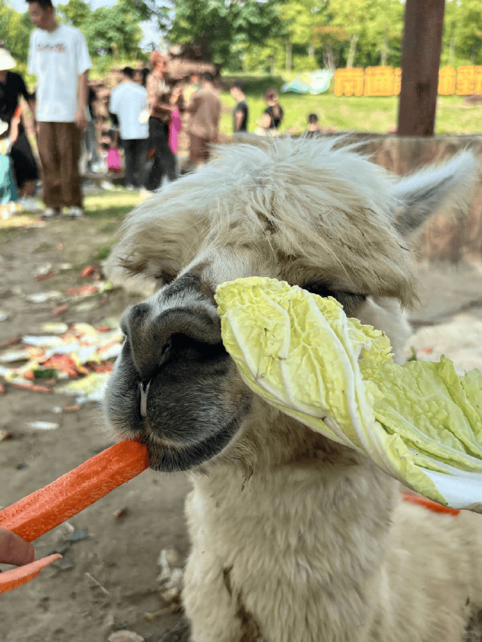 网友称南通一动物园羊驼被投喂吃撑倒地翻白眼<strong></p>
<p>今日原油价格走势</strong>,园方回应:确实是吃饱了,“不会撑死,旁边有饲养员在观察”