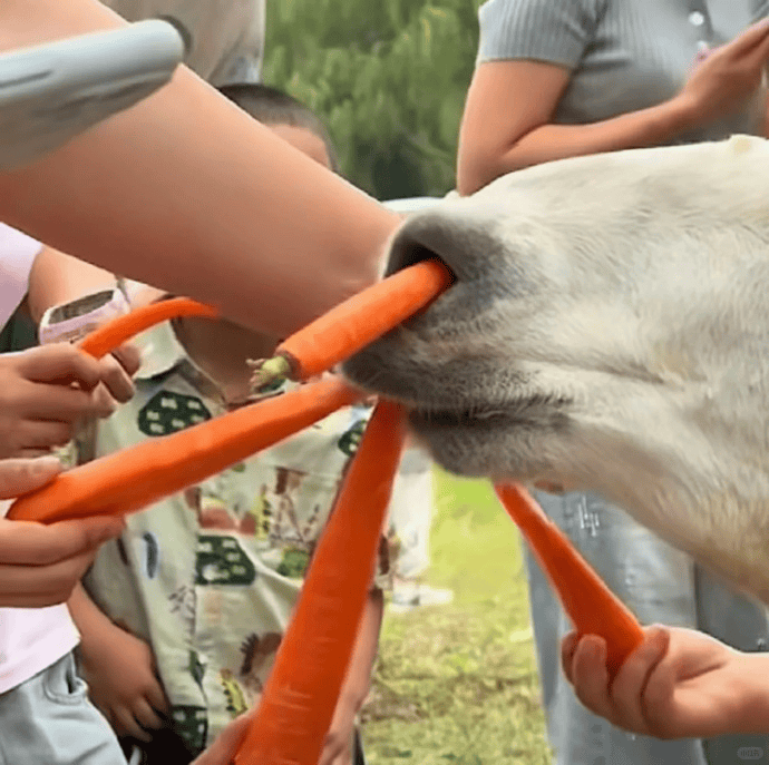 网友称南通一动物园羊驼被投喂吃撑倒地翻白眼<strong></p>
<p>今日原油价格走势</strong>,园方回应:确实是吃饱了,“不会撑死,旁边有饲养员在观察”
