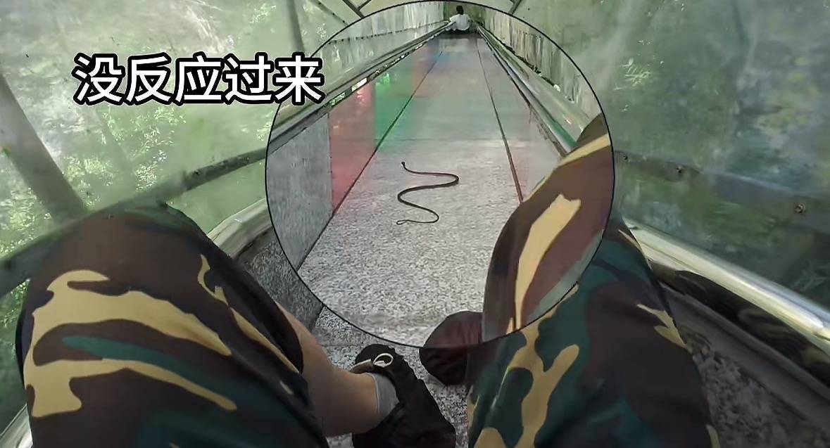 游客称在广西丹炉山滑道遇蛇<strong></p>
<p>国家原油</strong>,景区致歉:这么多年就这一次,每年都做防蛇处理