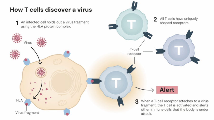 这个诺奖迟到了30年<strong></p>
<p>国家原油</strong>！三位科学家揭示免疫系统如何避免“自相残杀”