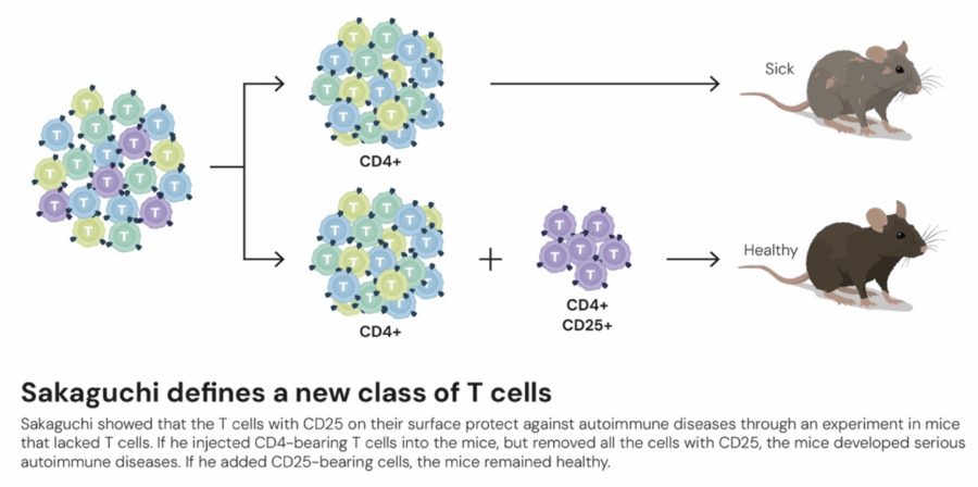 这个诺奖迟到了30年<strong></p>
<p>国家原油</strong>！三位科学家揭示免疫系统如何避免“自相残杀”