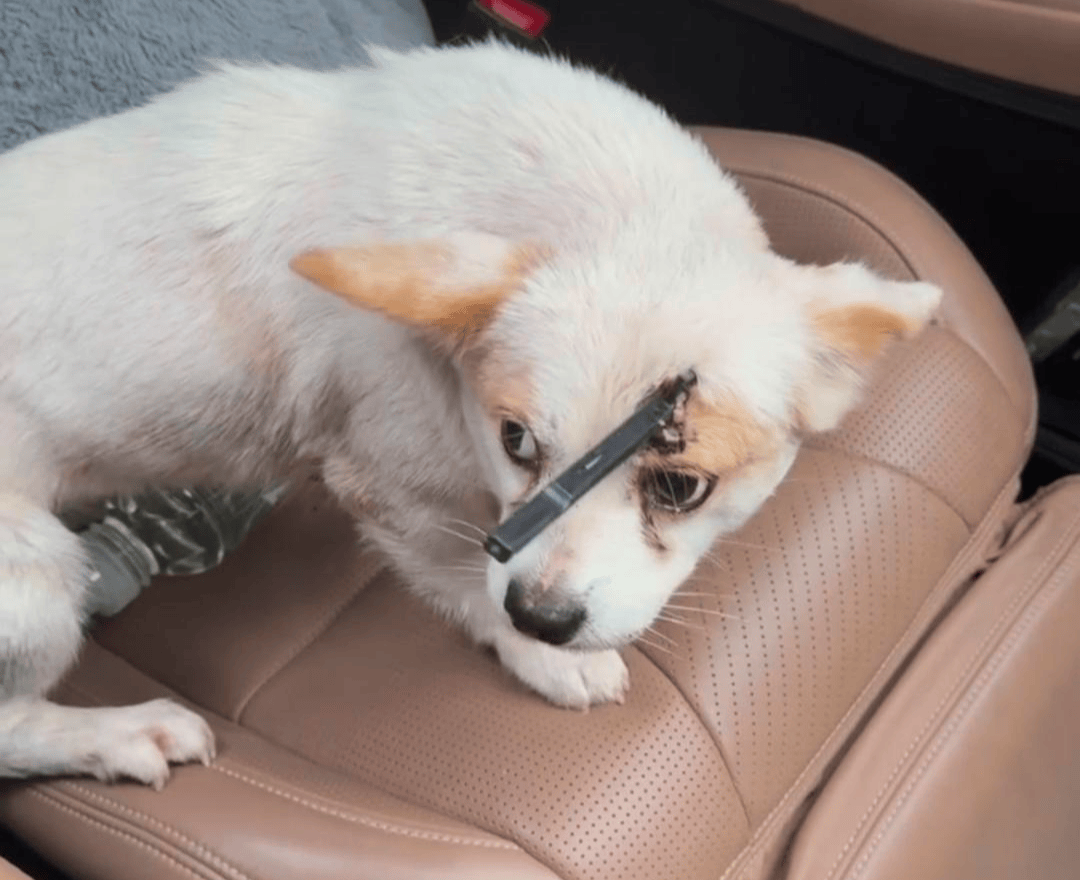 教育局回应“一教师用弓箭射杀小狗”:不实<strong></p>
<p>原油户</strong>,小狗进学校前就被射伤