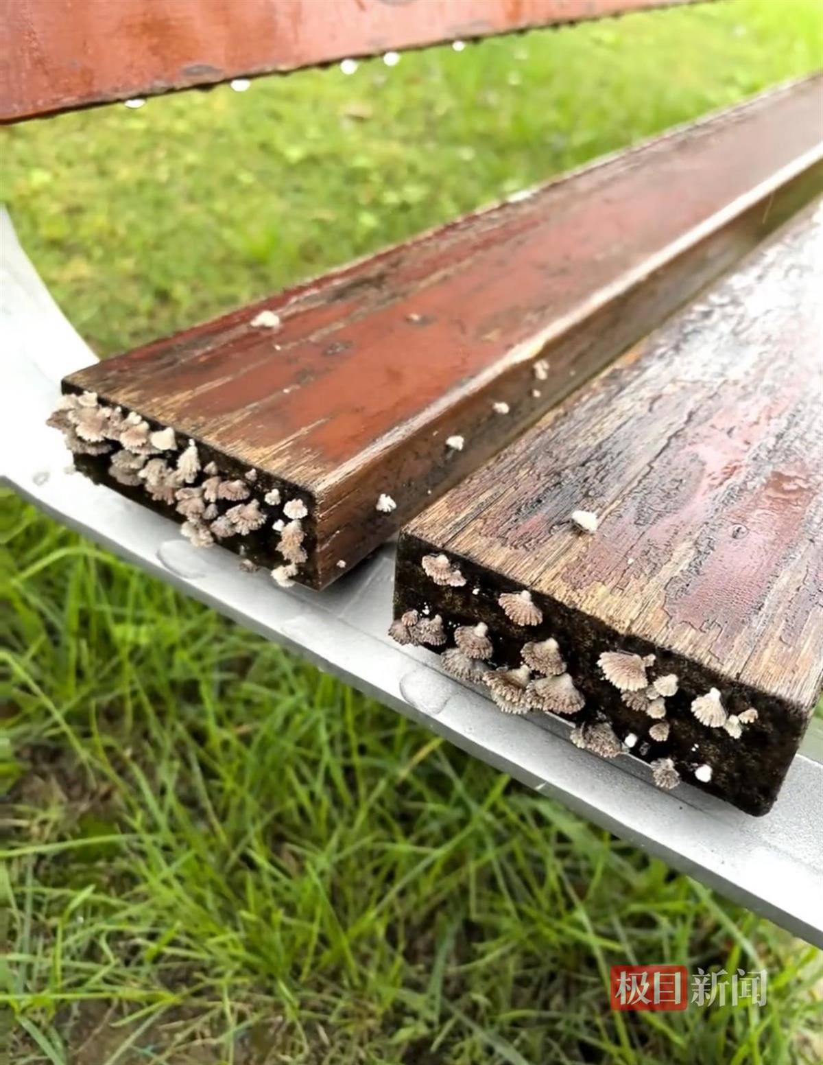 西安连续一个多月降雨遍地长蘑菇<strong></p>
<p>点差原油</strong>,大雁塔受潮,城墙布满青苔,气象局解释成因