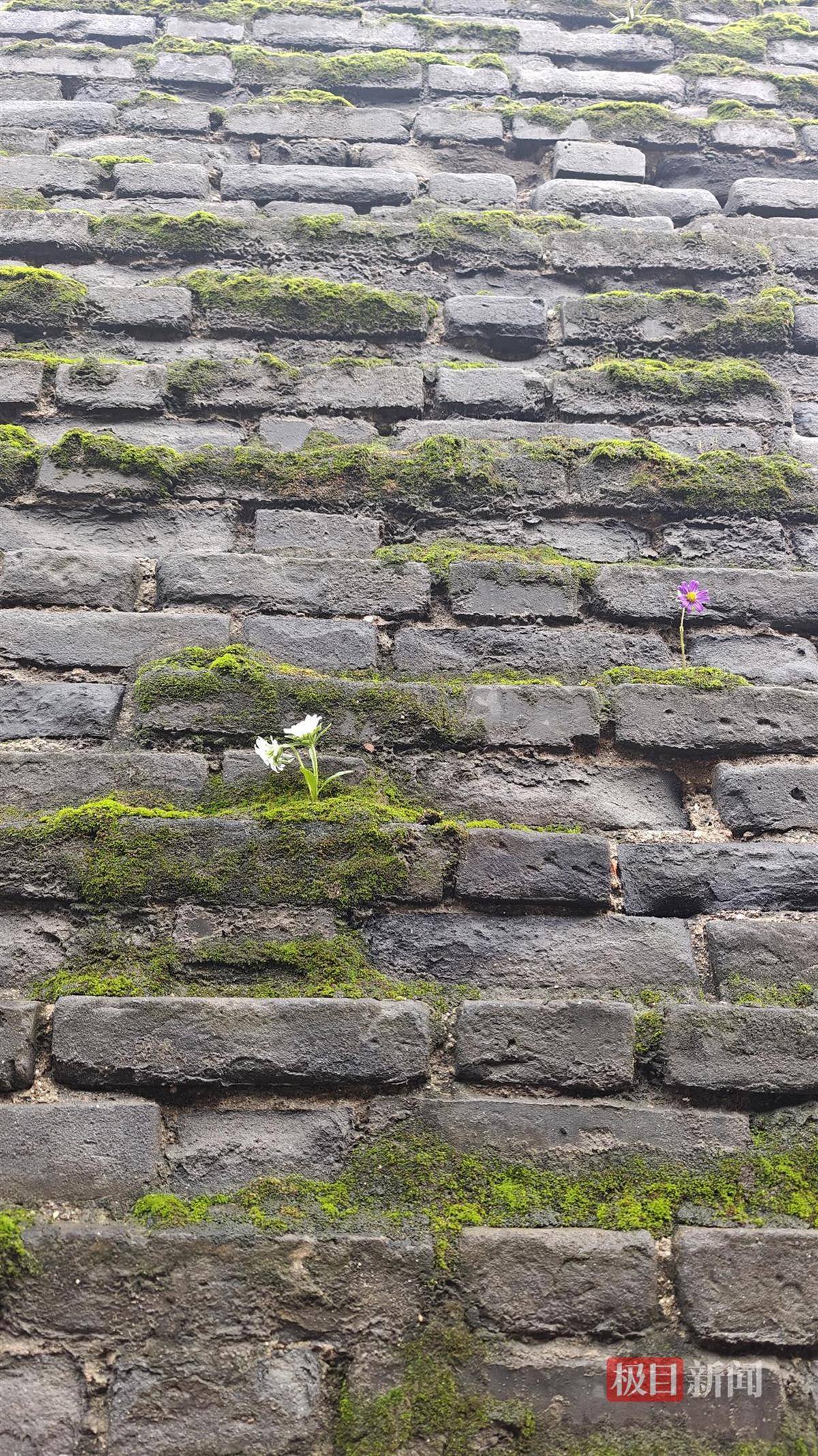 西安连续一个多月降雨遍地长蘑菇<strong></p>
<p>点差原油</strong>,大雁塔受潮,城墙布满青苔,气象局解释成因