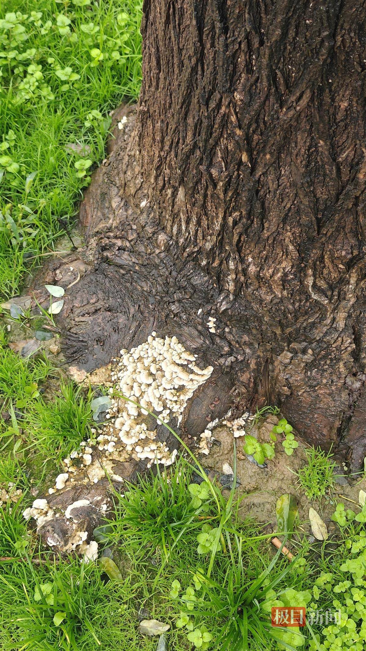 西安连续一个多月降雨遍地长蘑菇<strong></p>
<p>点差原油</strong>,大雁塔受潮,城墙布满青苔,气象局解释成因