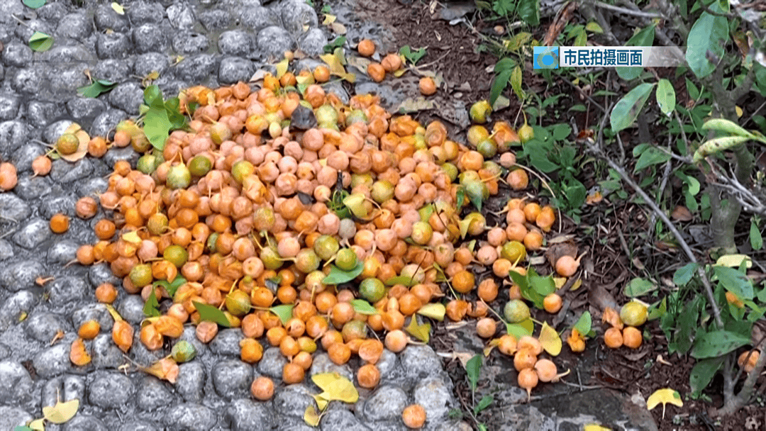 不要捡<strong></p>
<p>点差原油</strong>！不要吃！昆明街头正大量出现……