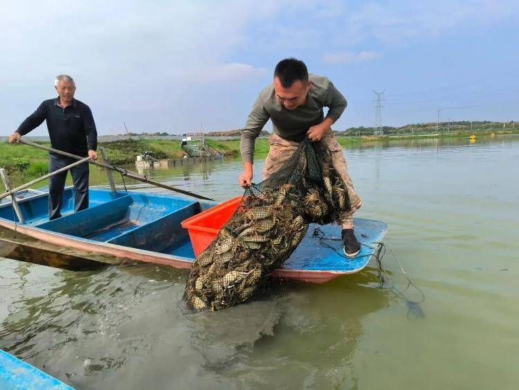武汉江夏一地大闸蟹大量上市<strong></p>
<p>原油今日走势</strong>,日产1000斤当天售完,每只螃蟹有自己的“身份证”,吃深海小黄鱼长大