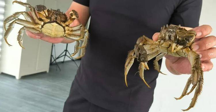 武汉江夏一地大闸蟹大量上市<strong></p>
<p>原油今日走势</strong>,日产1000斤当天售完,每只螃蟹有自己的“身份证”,吃深海小黄鱼长大