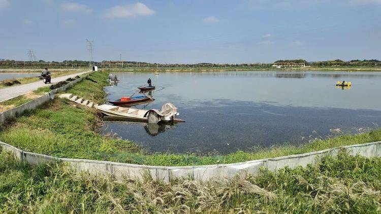 武汉江夏一地大闸蟹大量上市<strong></p>
<p>原油今日走势</strong>,日产1000斤当天售完,每只螃蟹有自己的“身份证”,吃深海小黄鱼长大