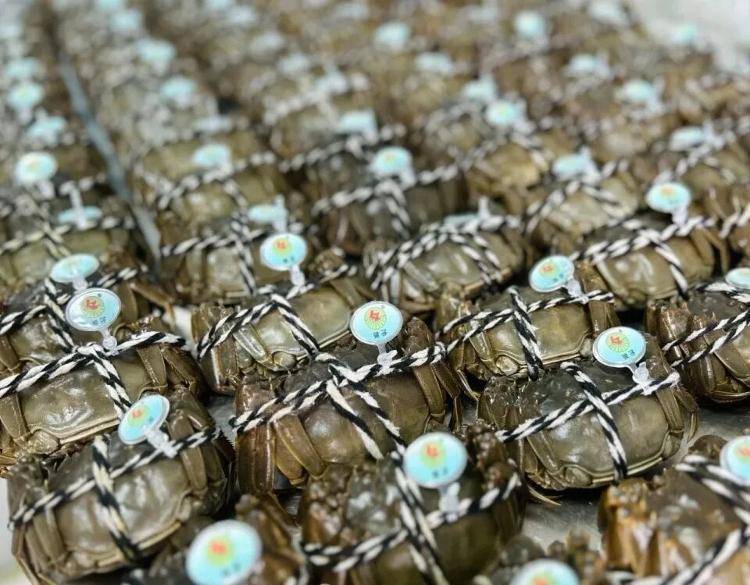 武汉江夏一地大闸蟹大量上市<strong></p>
<p>原油今日走势</strong>,日产1000斤当天售完,每只螃蟹有自己的“身份证”,吃深海小黄鱼长大