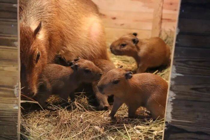 出生1小时就能独立行走<strong></p>
<p>魔兽世界原油</strong>，济南动物园“果果”和“豚豚”的4只新生幼崽，周末和市民见面