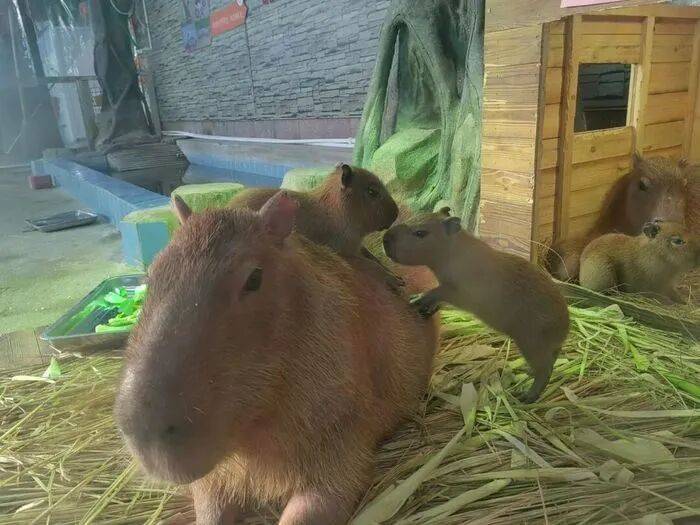 出生1小时就能独立行走<strong></p>
<p>魔兽世界原油</strong>，济南动物园“果果”和“豚豚”的4只新生幼崽，周末和市民见面