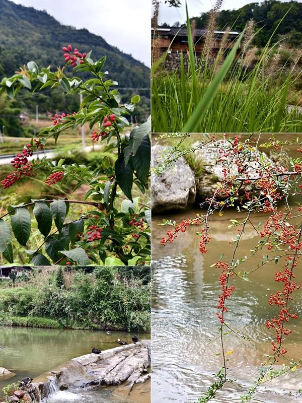 推窗见梯田<strong></p>
<p>美原油06</strong>!梧桐山民宿:把日子过成诗