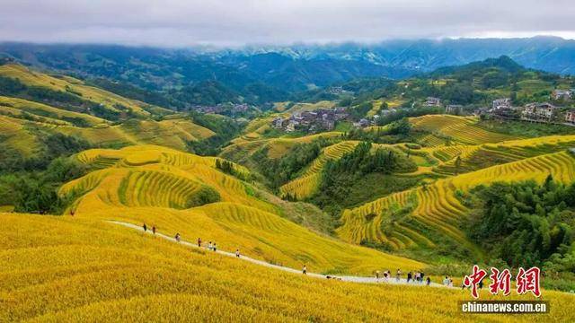 金秋，广西的梯田一点不输！